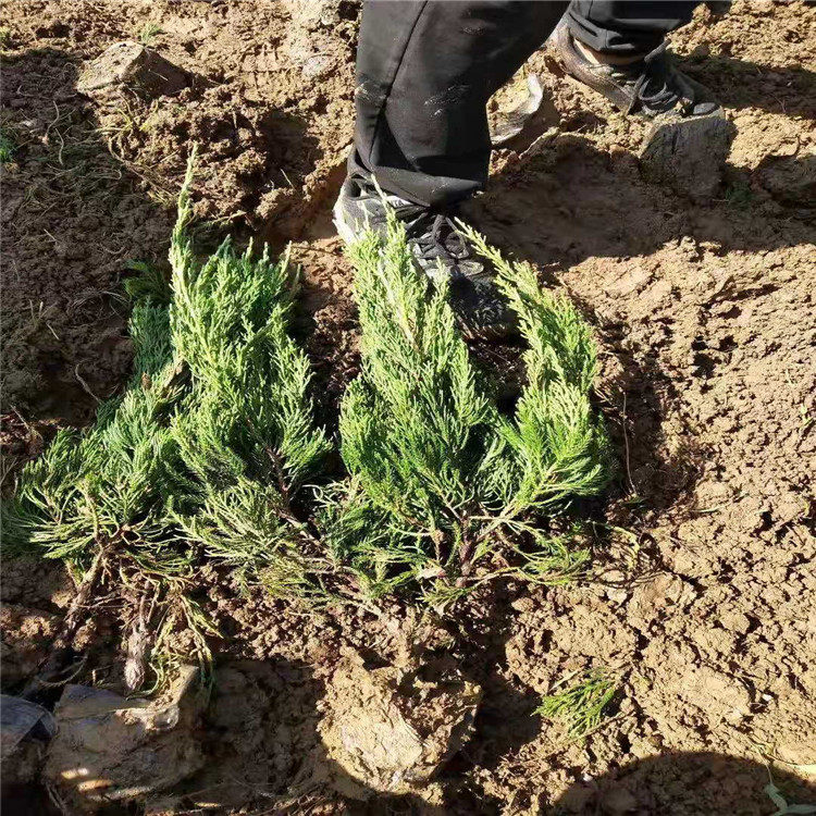 小龙柏种植基地 小龙柏基地供应 山东小龙柏批发价格 江瑞园艺小龙柏出售