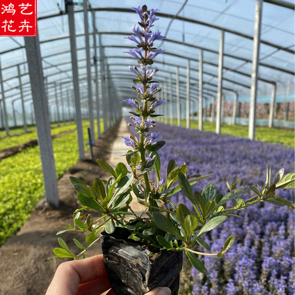 品质好的 丹参小苗 宿根地被草花 销售筋骨草
