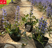 露天多芽 筋骨草小皮碗 基地直销草花 基地供应丹参