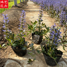 露天多芽 筋骨草小皮碗 基地直销草花 基地供应丹参