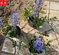 丹参种植基地 基地直销草花 开春预定苗 筋骨草