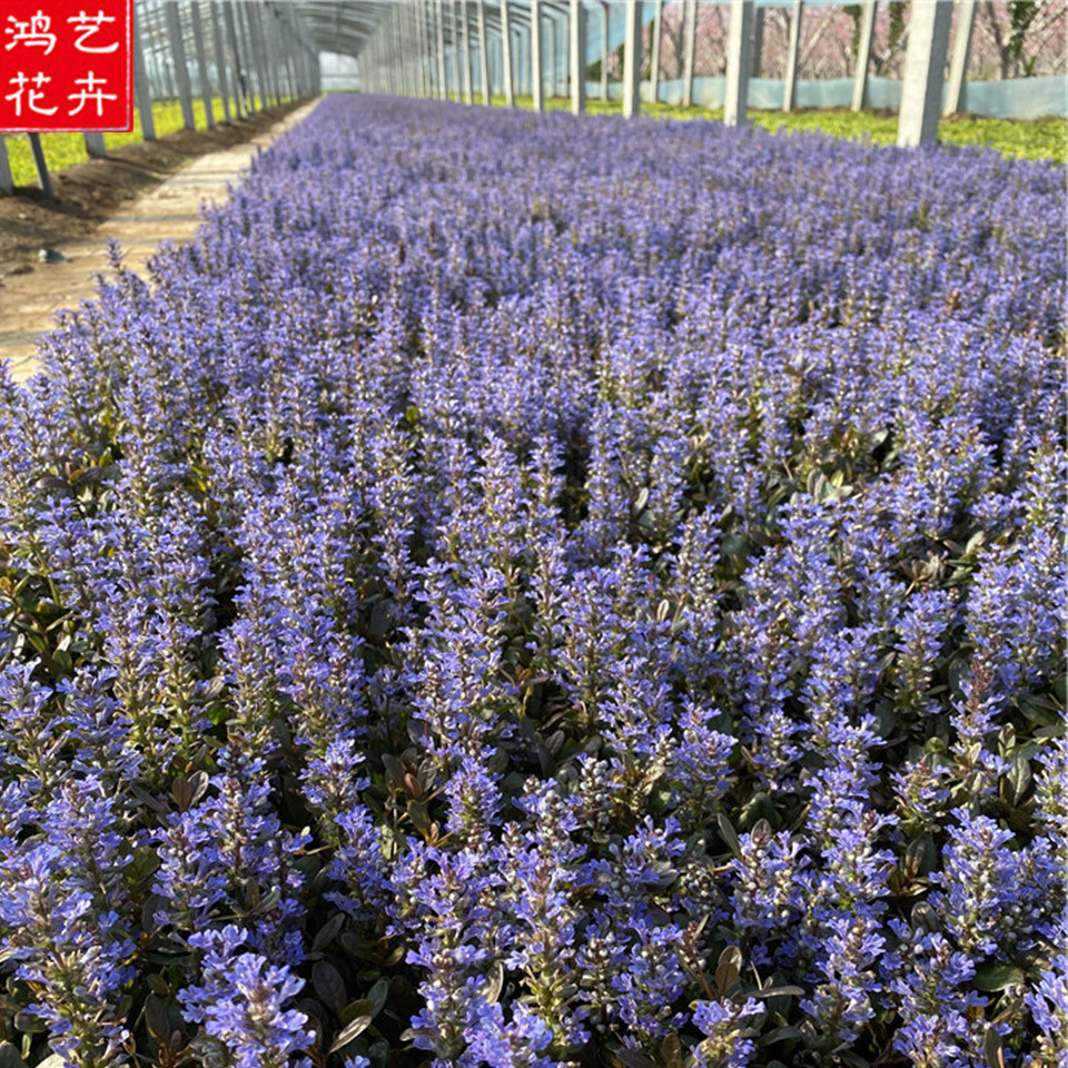 基地直销草花 销售筋骨草 露天多芽 丹参种苗