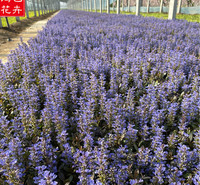 基地直销草花 销售筋骨草 露天多芽 丹参种苗