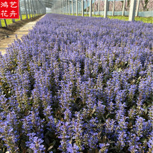 基地直销草花 销售筋骨草 露天多芽 丹参种苗