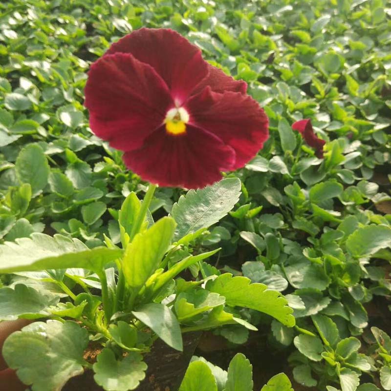 三色堇种植基地 三色堇基地优惠直发 量大优惠
