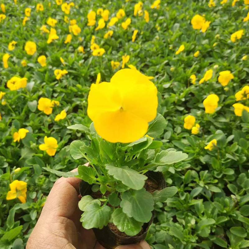 三色堇种植基地 三色堇大量现货供应 质优价廉