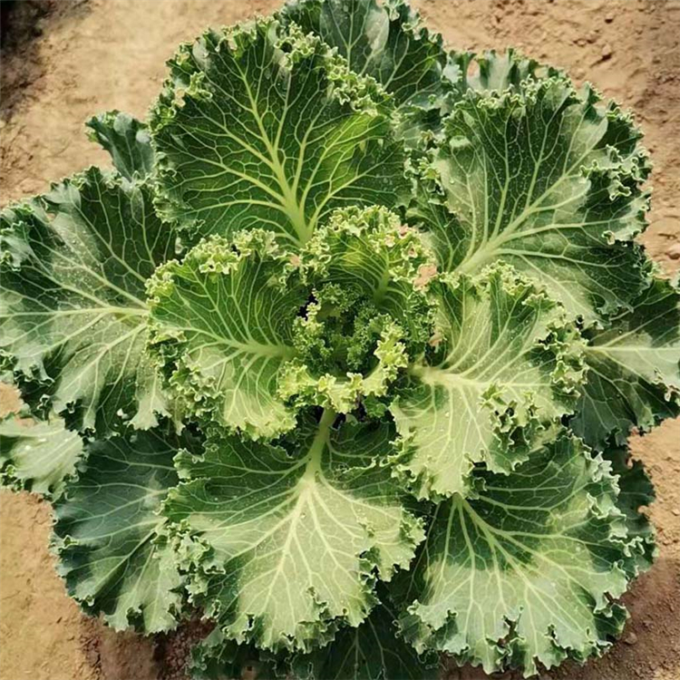 羽衣甘蓝价格 订购羽衣甘蓝 时令草花基地