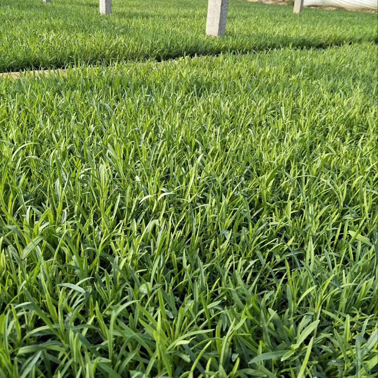 地被石竹 地被石竹批发商 观花地被石竹