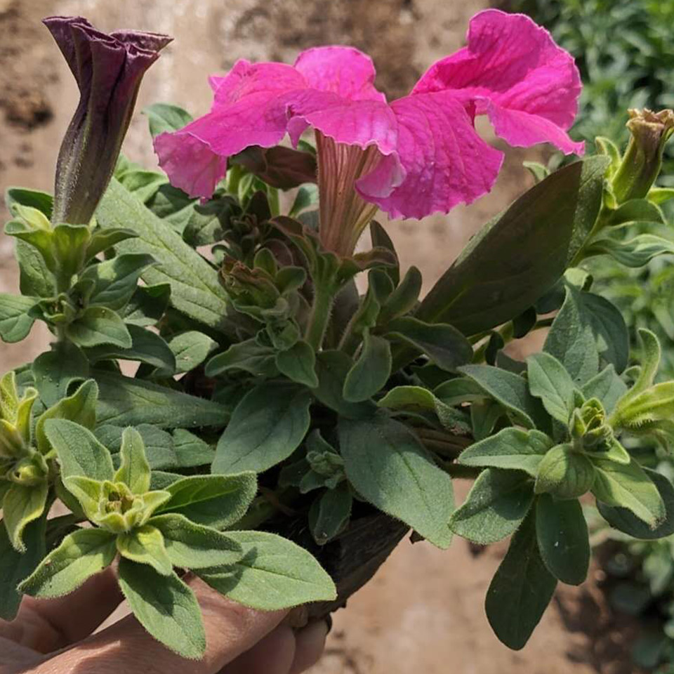 美女樱 青州宿根草花 美女樱种植基地 采购基地