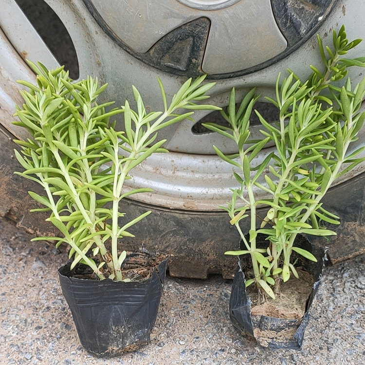 佛甲草小苗 青州绿叶佛甲草 绿化植被
