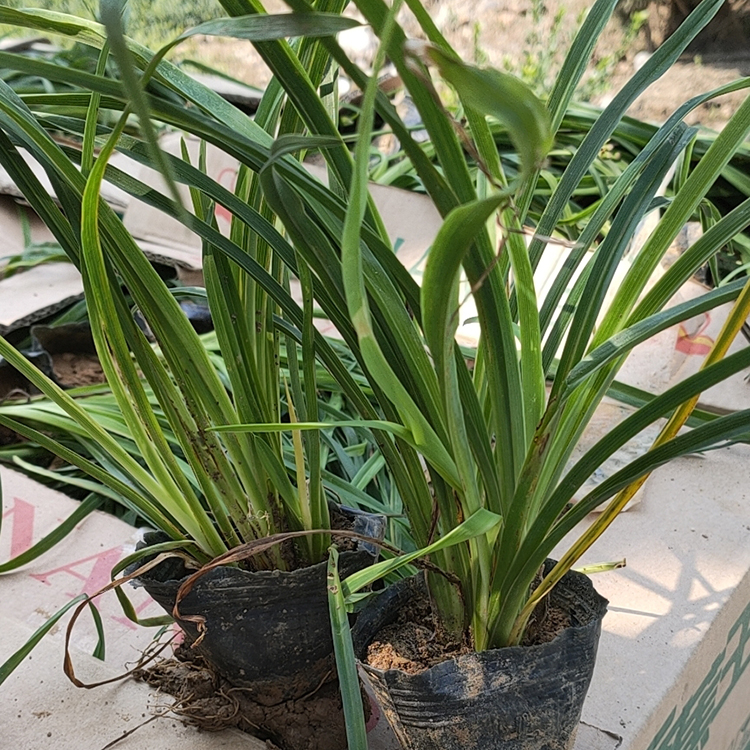 金娃娃萱草小苗价格优惠 山东草花金娃娃萱草种植基地