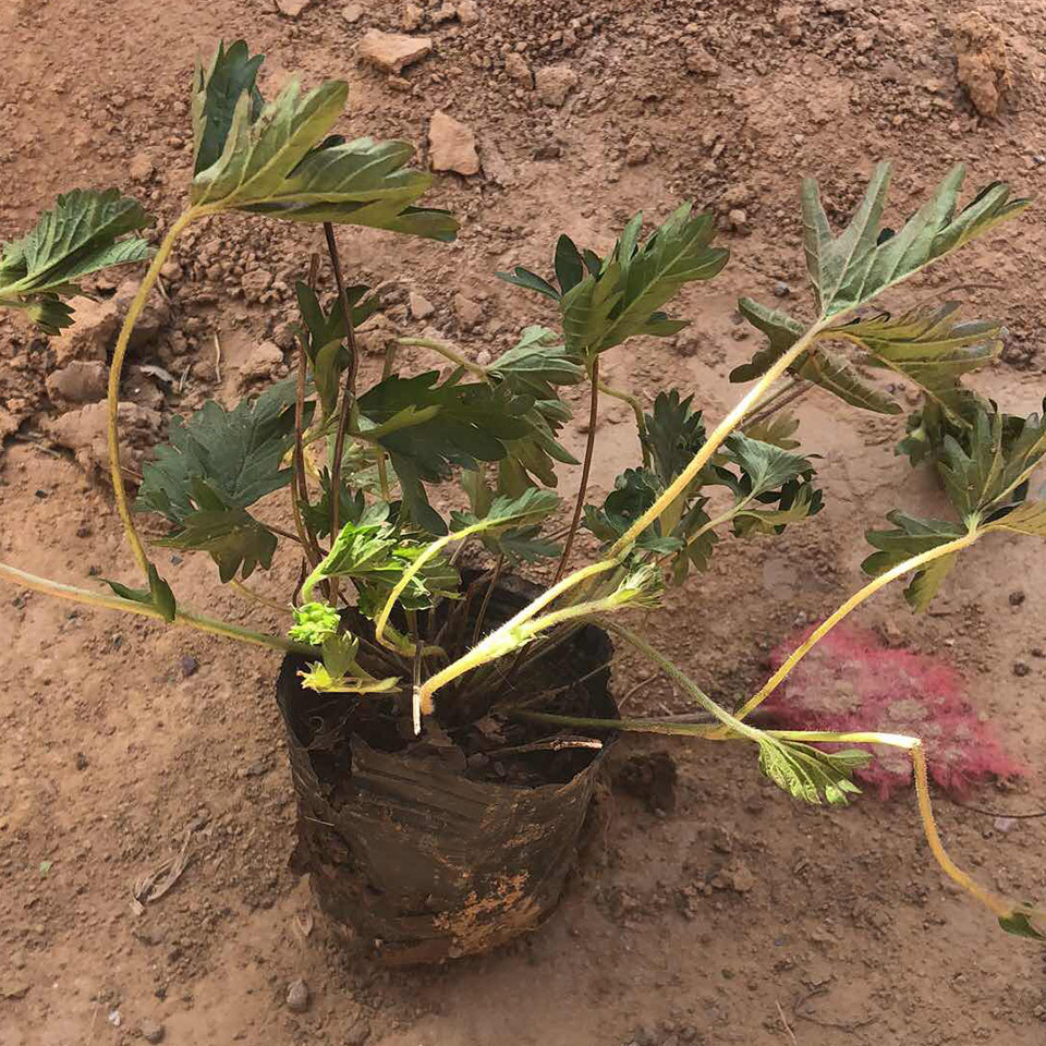 三叶委陵菜杯苗价格 价格实惠 草花种植基地