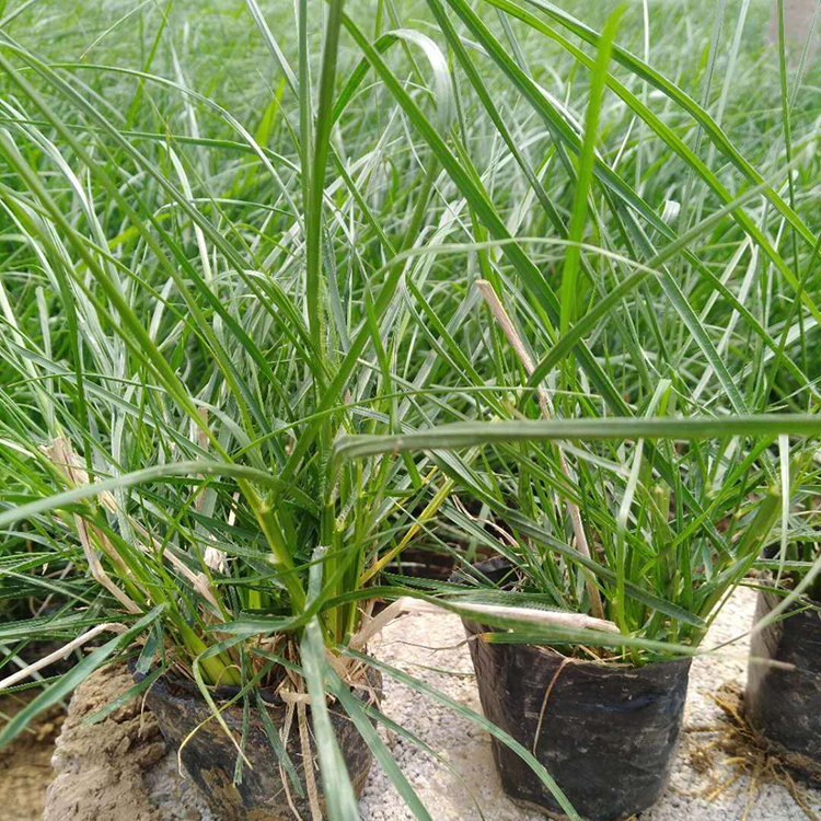 小兔子狼尾草种植基地 小兔子狼尾草幼苗 绿化用 地被观赏草