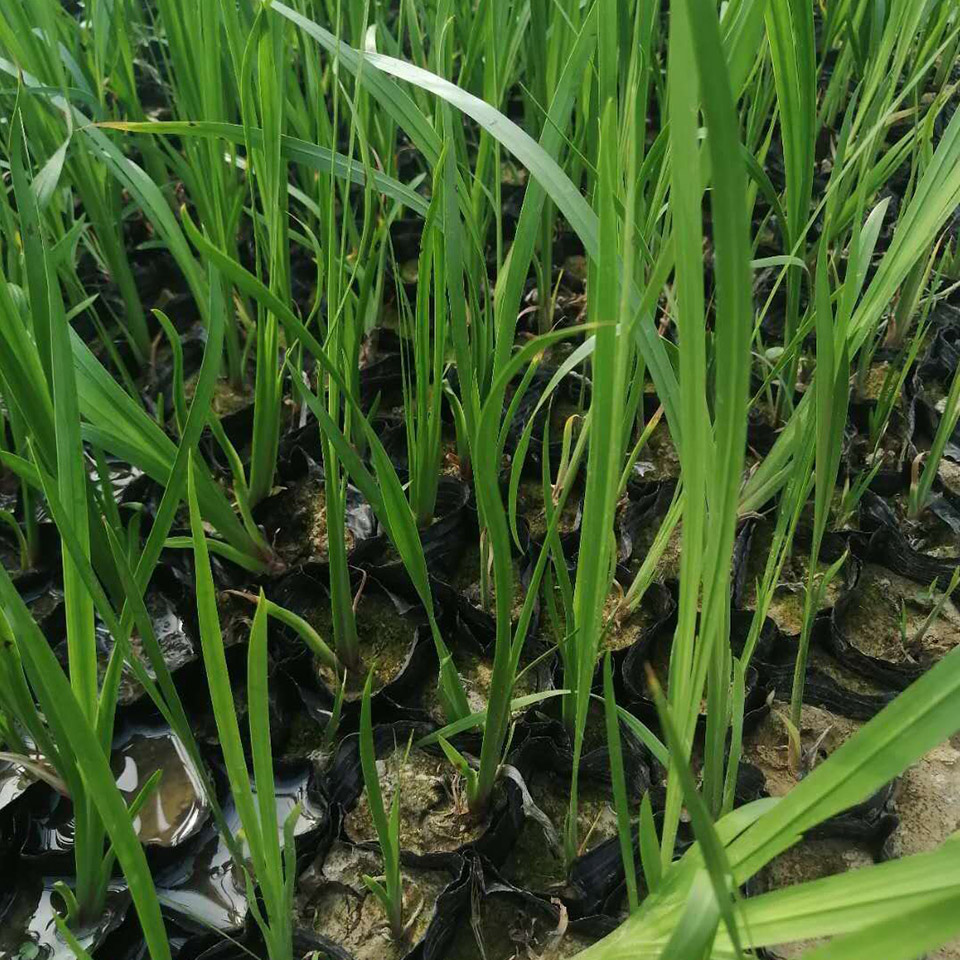 山东水生植物批发 香蒲销售 香蒲 价格从优