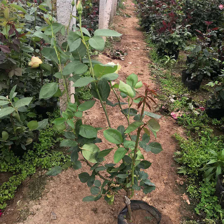 花农自营 品种月季 大花品种月季行情