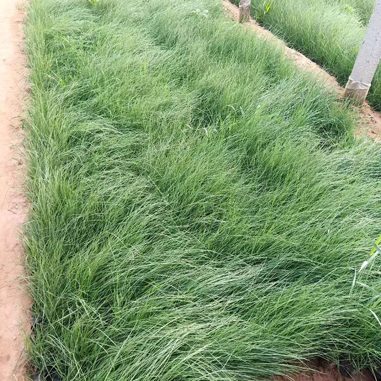 粉黛乱子草 自产自销 多年生花卉 粉黛乱子草基地