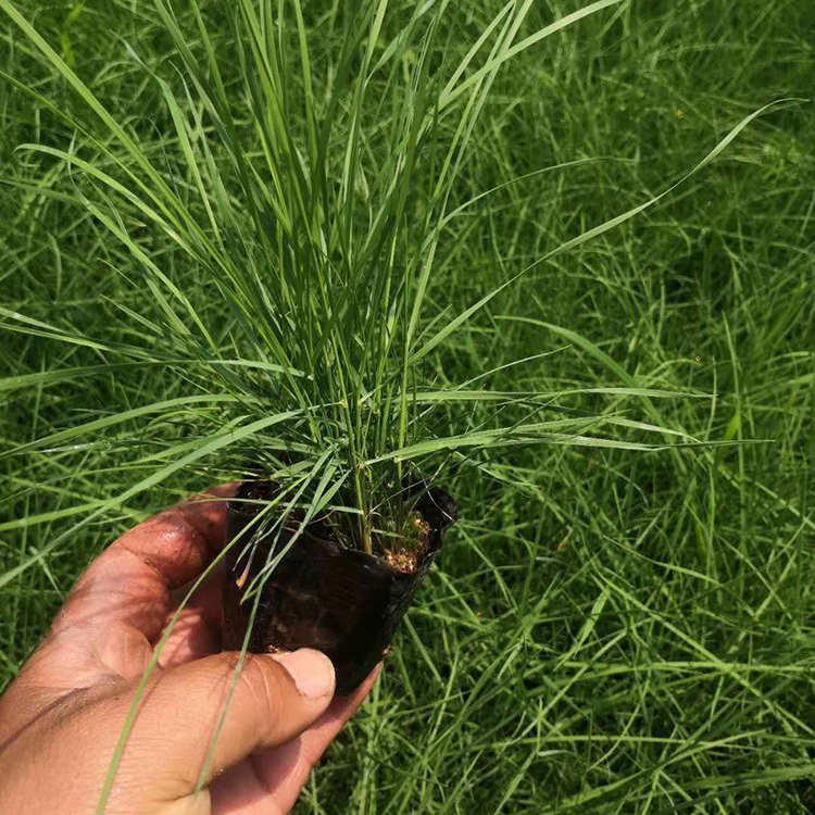 乱子草 订购报价 山东草花 粉黛乱子草批发商
