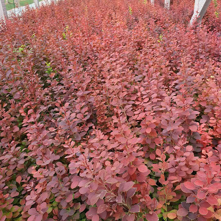 红叶小檗行情 苗圃批发 青州紫叶小檗