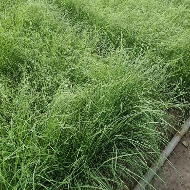粉黛乱子草苗 观赏效果较佳 青州花卉粉黛乱子草批发