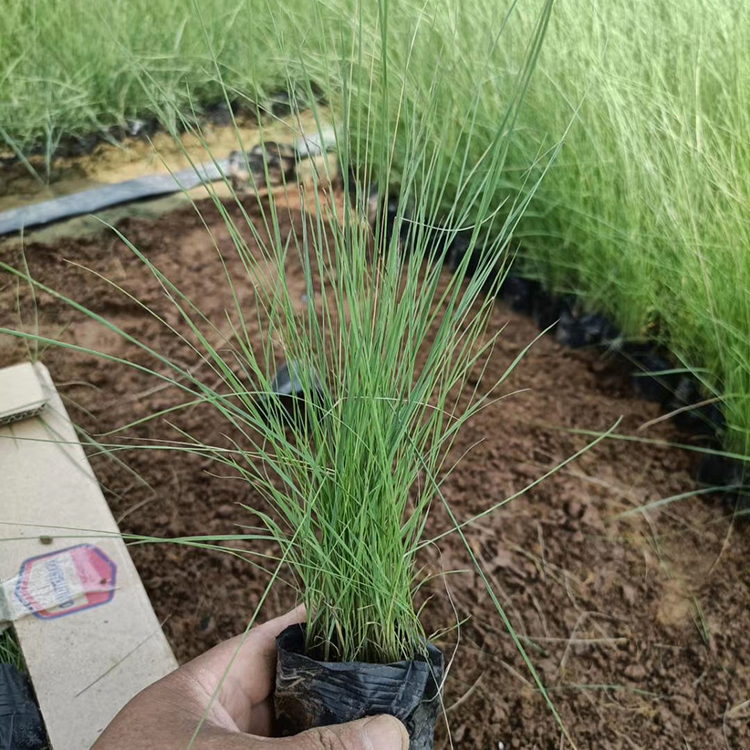 山东花卉粉黛乱子草批发 粉黛乱子草苗 多年生暖季型草本