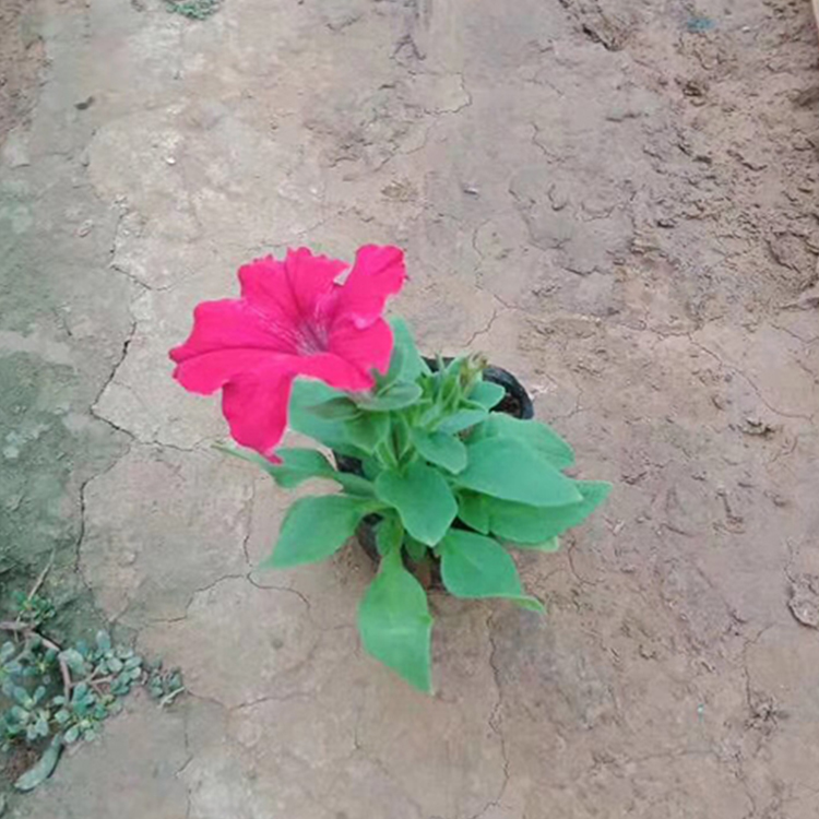 矮牵牛供应 青州苏鹏种植矮牵牛 批售矮牵牛