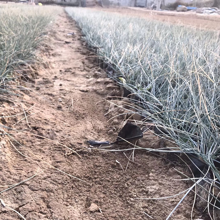 蓝羊茅批发基地 苗圃直销蓝羊茅 山东蓝羊茅出售