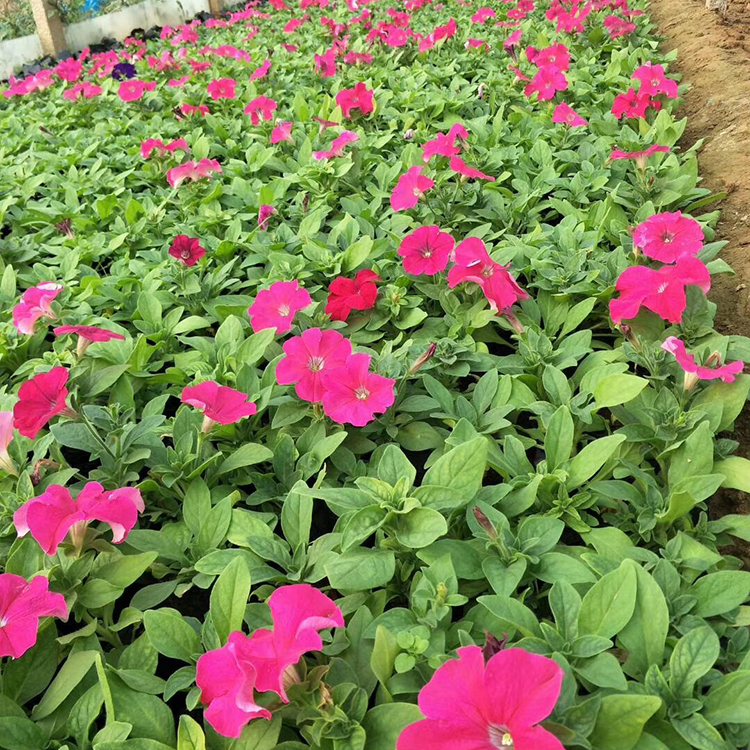 矮牵牛培育基地 青州苏鹏种植矮牵牛 矮牵牛销售