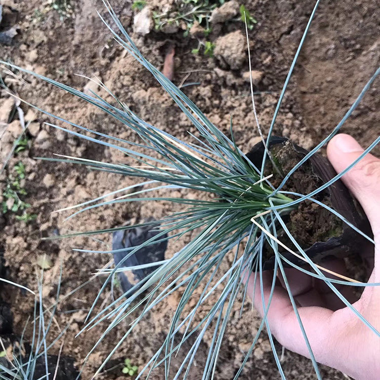 蓝羊茅批发价格 基地直供蓝羊茅 山东蓝羊茅出售