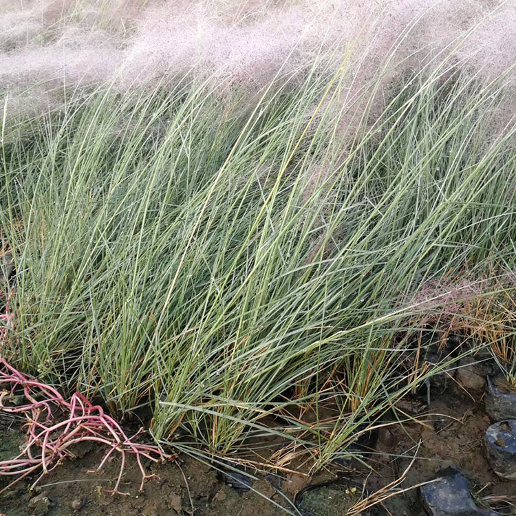 粉黛乱子草 花海用粉黛乱子草 粉黛乱子草基地