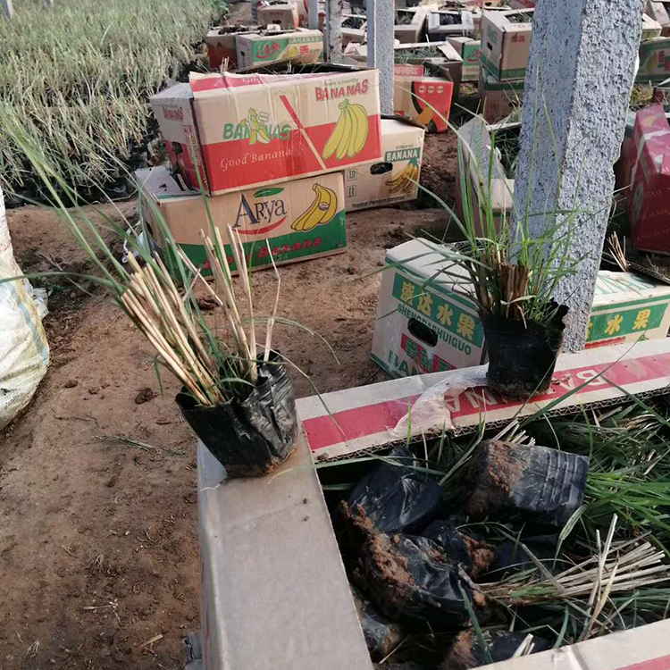 麦冬草 麦冬基地 基地优惠直发麦冬