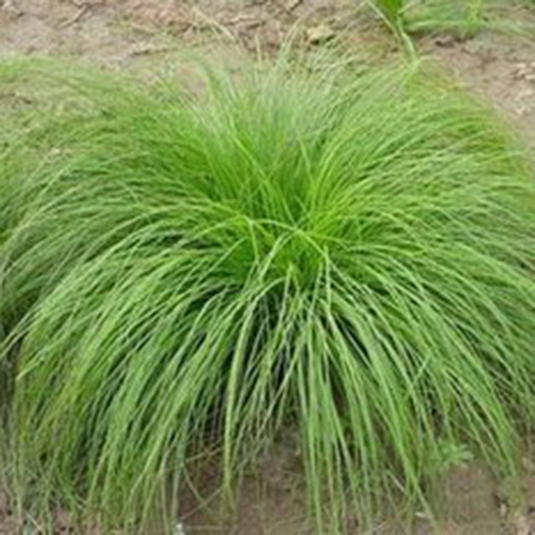 细叶芒培育基地 多年生细叶芒 河北细叶芒小苗价格