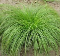 细叶芒小苗培育基地 小精灵<em>农业</em>批发供应细叶芒