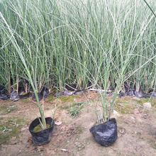 细叶芒培育基地 细叶芒小苗 观赏草批发基地