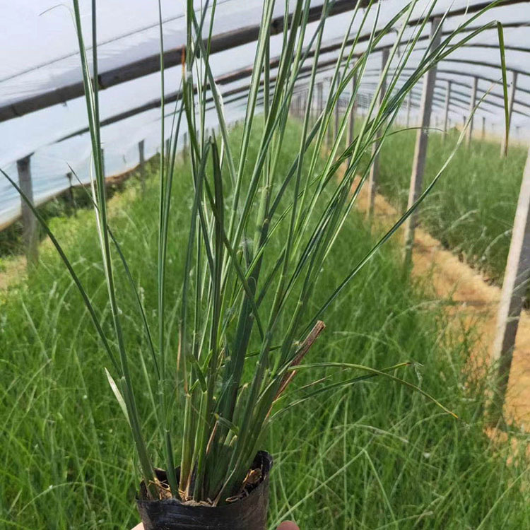 细叶芒价格 喜光耐寒细叶芒 细叶芒基地供应