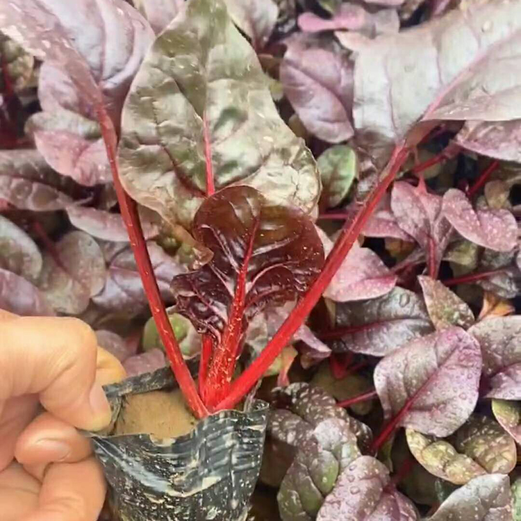 大量批发 多年生直立草本 红叶菠菜供货商