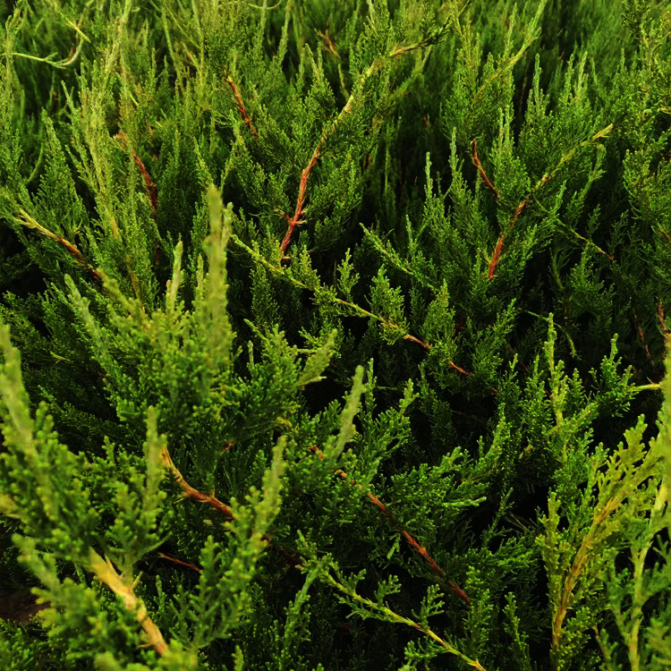 小龙柏价格 小龙柏种植出售 夏杰地被绿篱种植基地