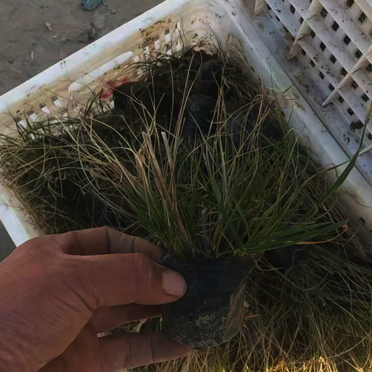 批发小兔子狼尾草 小兔子狼尾草价格 夏杰观赏草培育基地