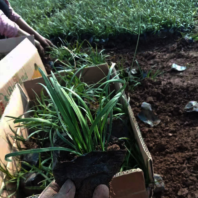 麦冬价格 麦冬多少钱一斤 麦冬种植基地 夏杰花卉