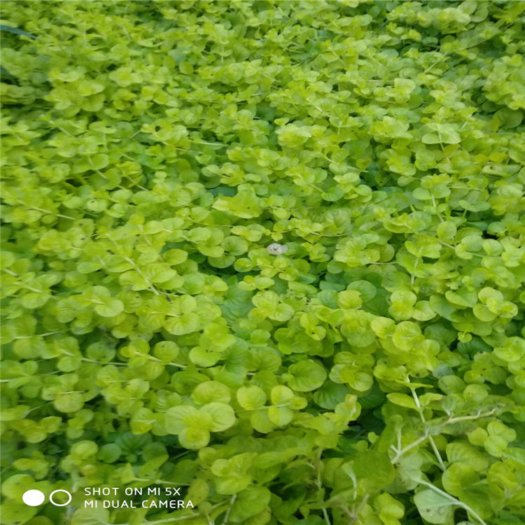 绿化用金叶过路黄小苗 金叶过路黄基地 金叶过路黄价格