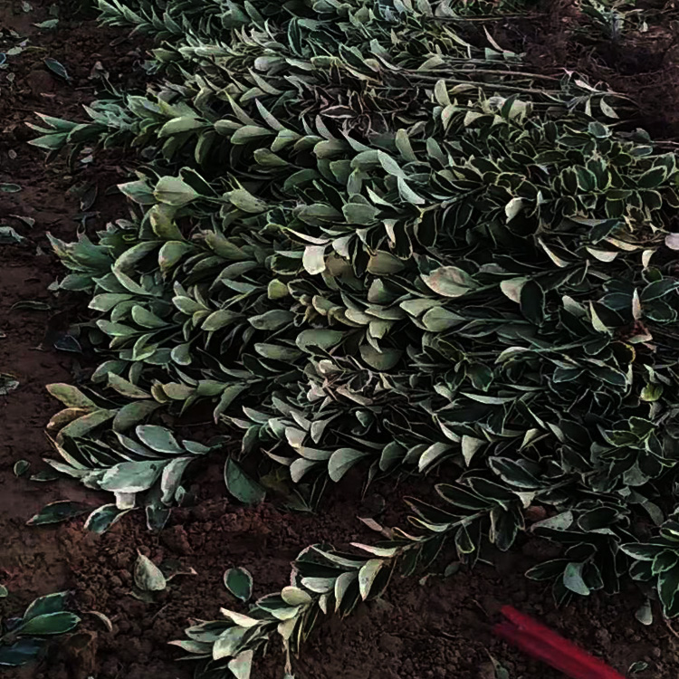 金边黄杨 金边黄杨价格  夏杰花卉种植金边黄杨批发价格