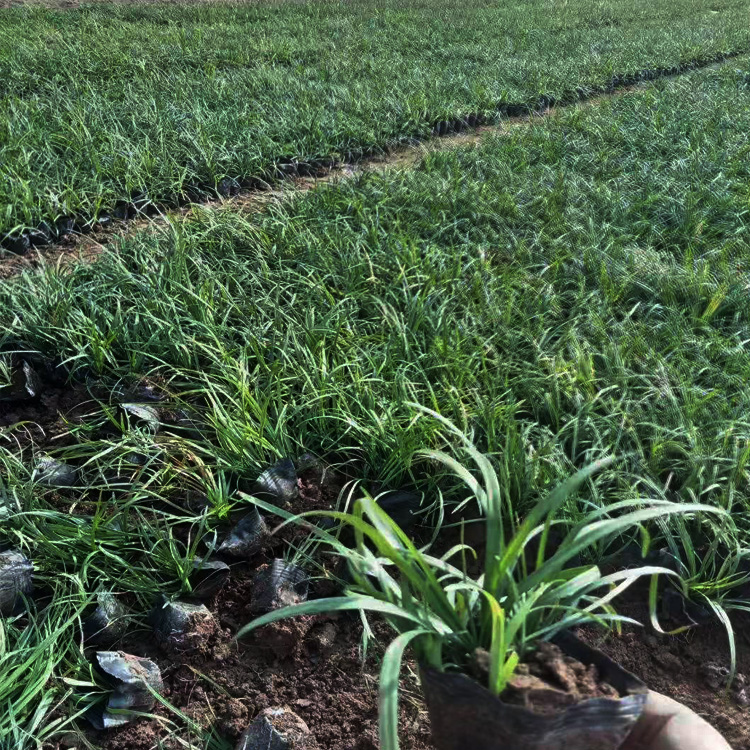 麦冬种植厂家 麦冬价格 青州夏杰麦冬种植基地