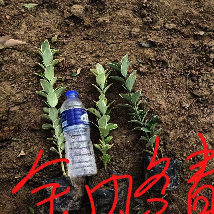  山东金边黄杨价格  金边冬青出售  金边黄杨生产厂家