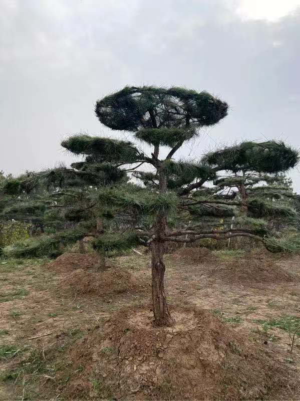 山东莱芜顺风园林 造型油松 工程树 基地直销 欢迎详询