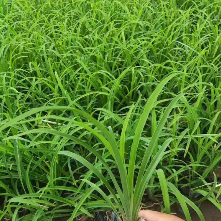 山东金娃娃萱草苗圃供应  金娃娃萱草小苗  基地出售金娃娃萱草