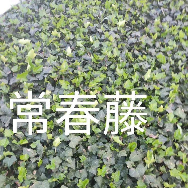 办公司绿植常青藤  常春藤报价  金边常青藤价格