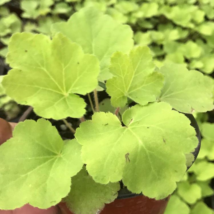 山东青州盆栽苗矾根  矾根行情  矾根植物种子苗