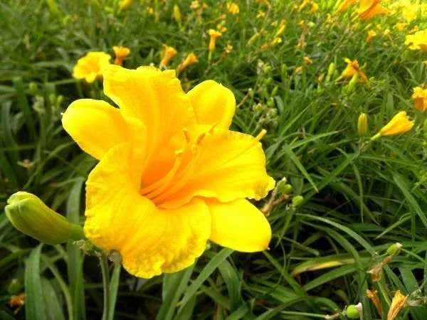青州金娃娃萱草  金娃娃萱草种植基地  基地出售金娃娃萱草