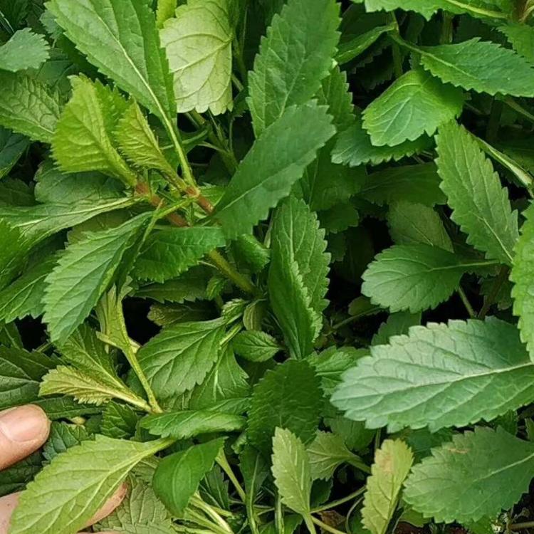 四季马鞭草种植基地  柳叶马鞭草  马鞭草基地供应