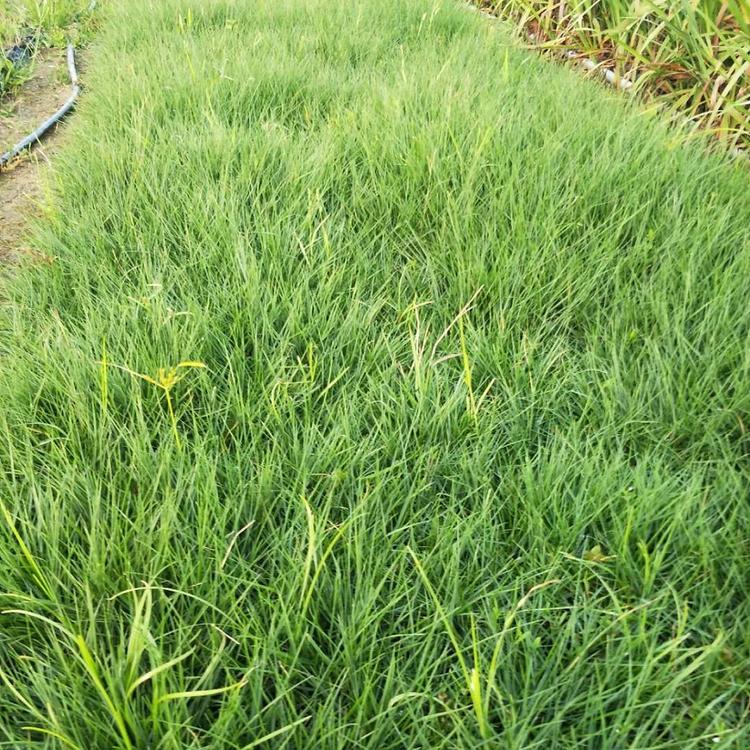宸涵  基地供应  狼尾草批发