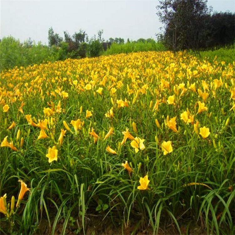 山东金娃娃萱草小苗  金娃娃萱草供应商  金娃娃萱草苗圃直发
